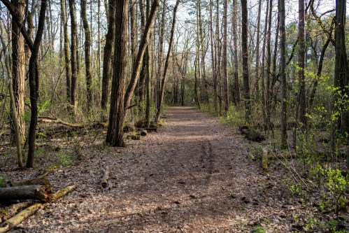 A serene forest path lined with tall trees and scattered leaves, inviting exploration in a peaceful natural setting.