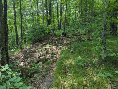 A rocky path through a lush green forest with trees and underbrush, featuring a dog in the background.