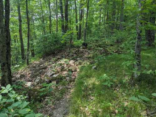 A rocky path through a lush green forest with trees and underbrush, featuring a dog in the background.