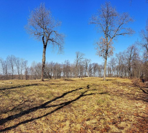 A clear blue sky over a grassy field with two bare trees and a backdrop of leafless trees in the distance.