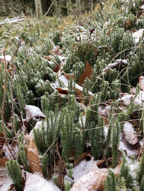 A forest floor covered with green plants, fallen leaves, and a light dusting of snow.