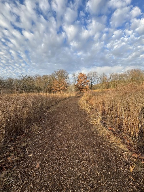 A winding dirt path through a field with tall grasses and trees under a cloudy sky.