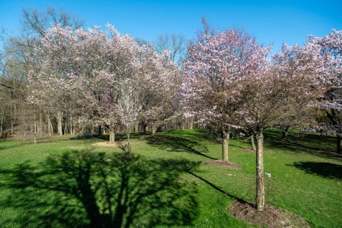 Blossoming trees with pink flowers in a green park under a clear blue sky, casting shadows on the grass.