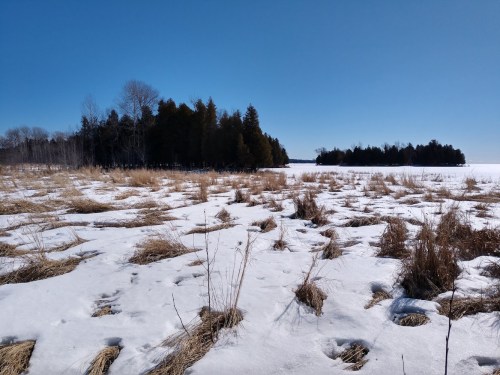 A snowy landscape with patches of grass, leading to a forested area under a clear blue sky.
