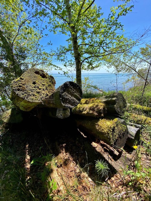 A stack of moss-covered logs near a serene body of water, surrounded by lush greenery and blue skies.