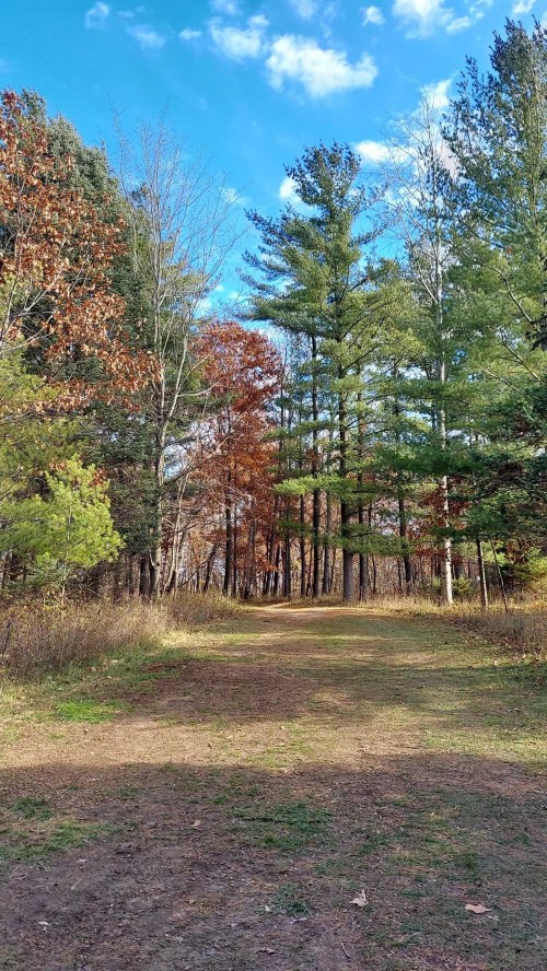 A serene forest path lined with tall trees, showcasing autumn colors under a clear blue sky.