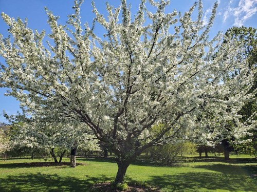 A large flowering tree with white blossoms stands in a green park under a clear blue sky.