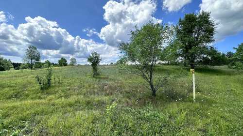 A grassy field with scattered trees under a blue sky filled with fluffy white clouds.