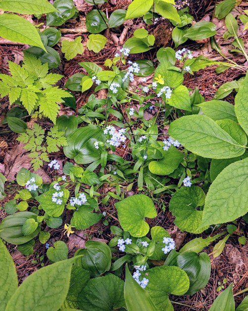 A cluster of small blue flowers surrounded by green leaves and foliage on the forest floor.