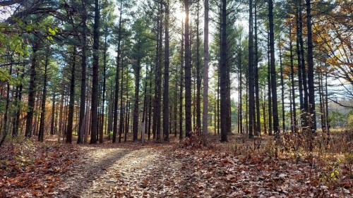 A sunlit forest path surrounded by tall pine trees and fallen leaves, creating a serene autumn atmosphere.