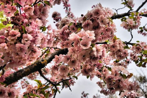 A close-up of a blooming cherry blossom tree with clusters of pink flowers against a cloudy sky.