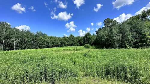 Lush green field surrounded by trees under a bright blue sky with fluffy white clouds.