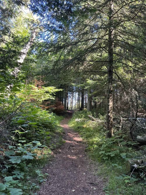 A narrow dirt path winds through a lush green forest, surrounded by tall trees and vibrant foliage.