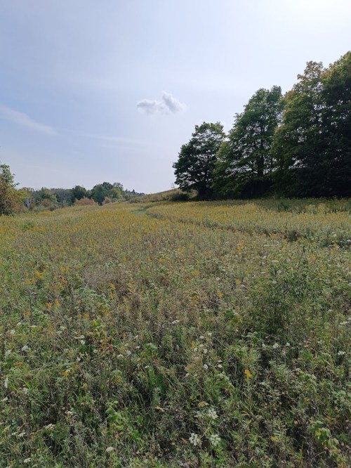 A wide, open field filled with wildflowers and tall grass, bordered by trees under a clear blue sky.