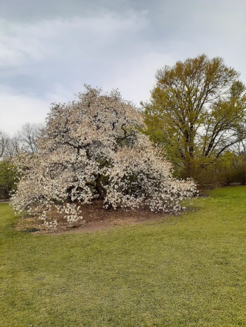 A flowering tree with white blossoms stands in a grassy area, surrounded by green foliage under a cloudy sky.