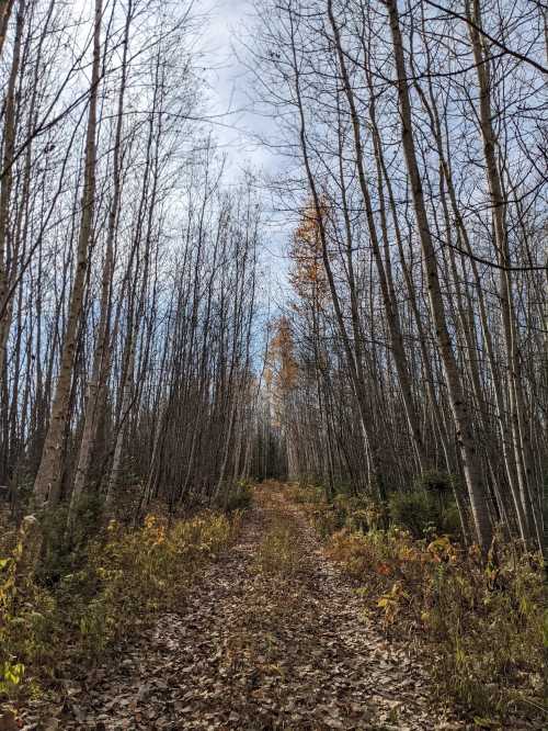 A narrow dirt path through a forest of tall, bare trees with scattered autumn leaves on the ground.