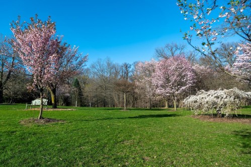 A sunny park scene featuring blooming pink trees and lush green grass under a clear blue sky.