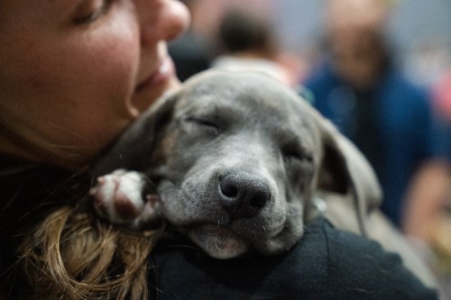 A close-up of a woman holding a sleeping gray puppy against her shoulder, both looking peaceful and content.