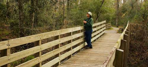 A person stands on a wooden bridge in a lush, green forest, enjoying the natural surroundings.
