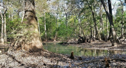 A serene swamp scene with cypress trees, green foliage, and calm water surrounded by fallen leaves.