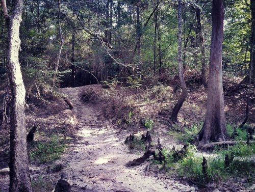 A sandy trail winding through a lush forest with tall trees and greenery on either side.