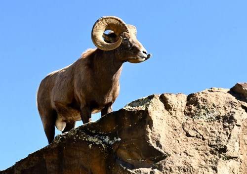 A ram with large curved horns stands on a rocky ledge against a clear blue sky.