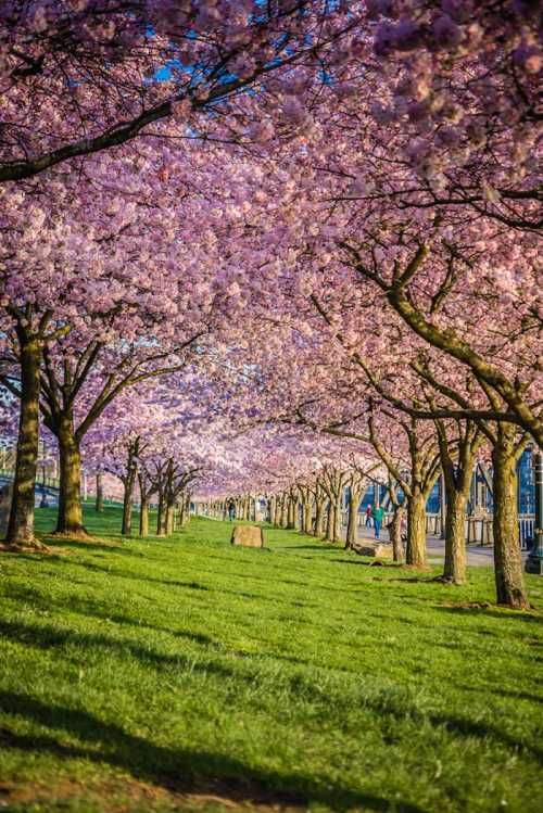 A serene pathway lined with blooming cherry blossom trees, creating a vibrant canopy of pink flowers over lush green grass.