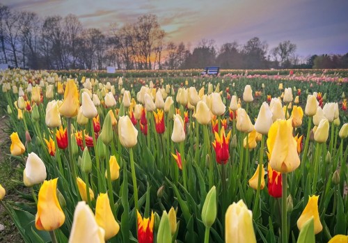 A vibrant field of yellow and red tulips under a colorful sunset sky, surrounded by trees in the background.