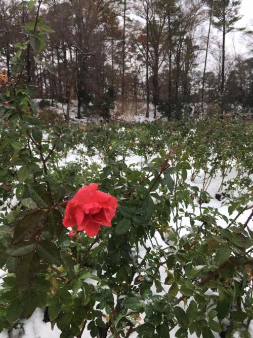 Raleigh Rose Garden: A Hidden Rose Garden In North Carolina
