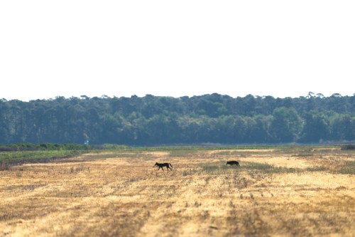 Two animals walk across a dry, golden field with a green forest in the background under a bright sky.