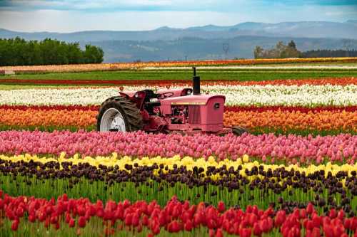 A pink tractor in a vibrant field of multicolored tulips with mountains in the background.