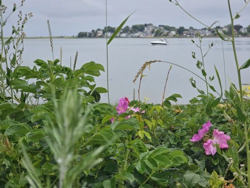 A view of a calm water scene with pink flowers in the foreground and a boat in the distance.