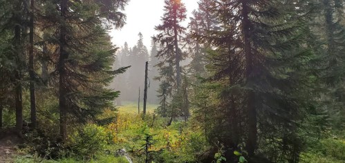 A misty forest scene with tall pine trees and a sunlit clearing in the background.
