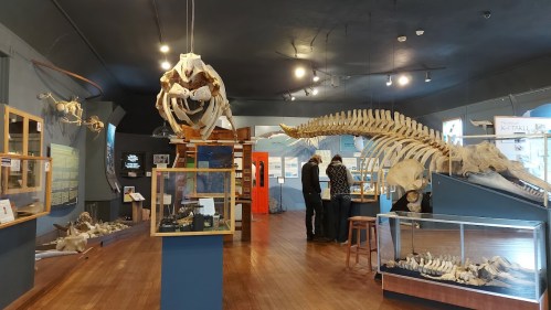 A museum exhibit featuring large whale skeletons and various marine animal bones, with visitors exploring the displays.