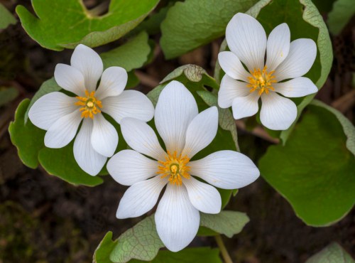 Three white flowers with yellow centers surrounded by green leaves.