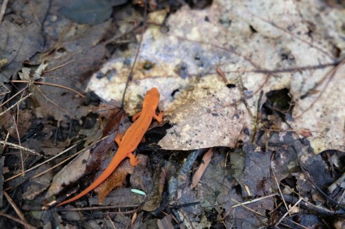 An orange newt on a bed of leaves and soil, blending into its natural forest environment.