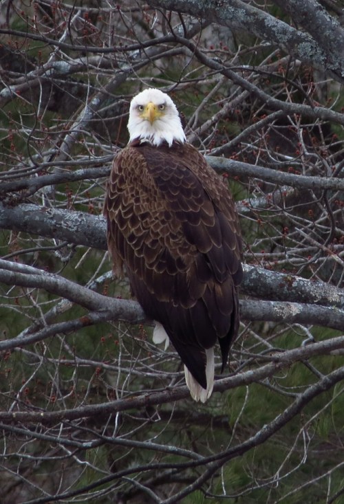 A bald eagle perched on a tree branch, facing the camera with a backdrop of bare branches.