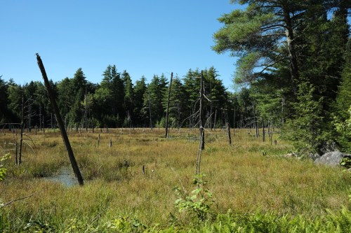 A serene wetland scene with tall grasses, dead trees, and lush green forest under a clear blue sky.