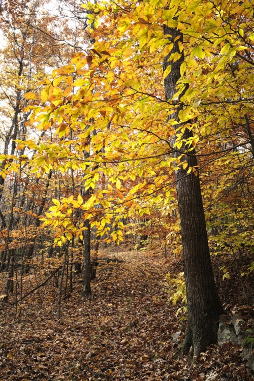 A serene forest path lined with trees displaying vibrant yellow autumn leaves.