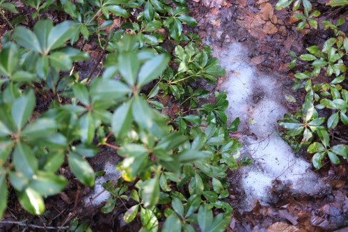A patch of white foam among green leaves and brown foliage in a forested area.