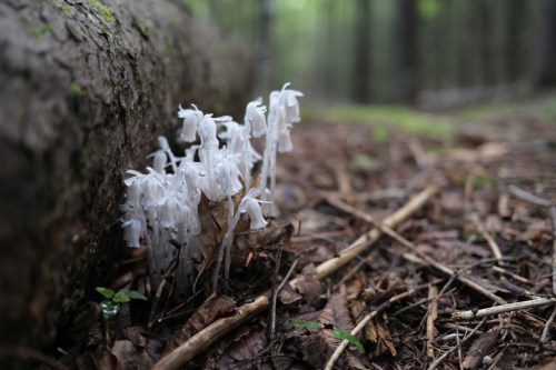 A cluster of white ghost plants growing near a fallen log in a forest, surrounded by leaves and twigs.