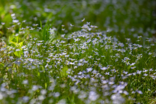A lush green field scattered with small, delicate purple flowers under soft natural light.
