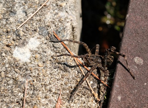 A close-up of a spider on a textured stone surface, with a thin twig nearby.