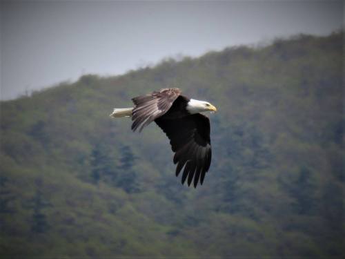 A bald eagle soaring gracefully against a backdrop of green hills.