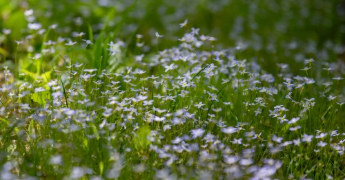 A lush field of small white flowers blooming amidst green grass, softly illuminated by natural light.