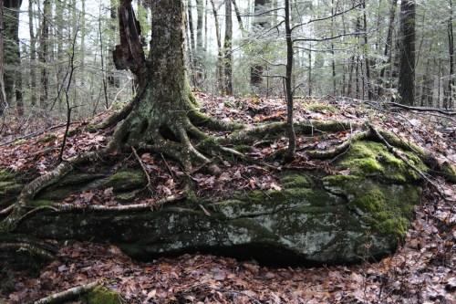 A moss-covered rock in a forest, with tree roots extending over it and fallen leaves scattered on the ground.
