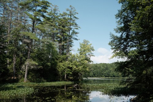 A serene lake surrounded by lush green trees under a clear blue sky. Reflections shimmer on the water's surface.
