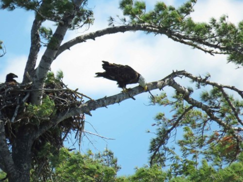 A bald eagle perched on a tree branch near its nest, surrounded by green foliage and a blue sky.