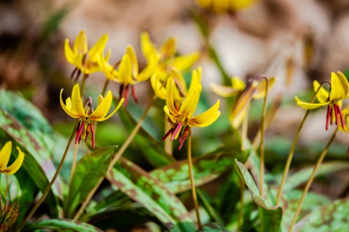 A cluster of vibrant yellow flowers with red stamens, surrounded by green leaves in a natural setting.
