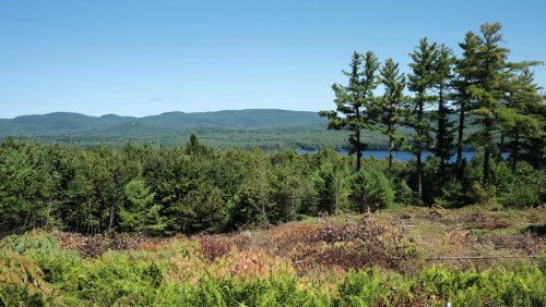 A scenic view of a lush forest with a lake and mountains in the background under a clear blue sky.